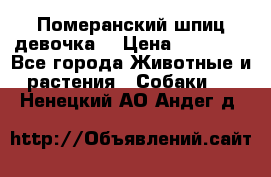 Померанский шпиц девочка  › Цена ­ 50 000 - Все города Животные и растения » Собаки   . Ненецкий АО,Андег д.